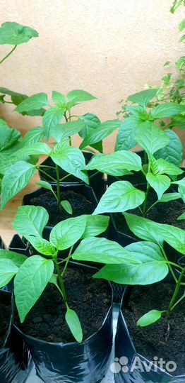 Перец Петра он же Реtеr рерреrсhili Willy