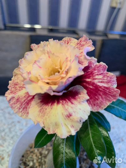 Адениум прививка