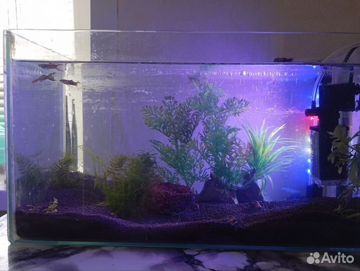 Аквариум с рыбками и со всем необходимым