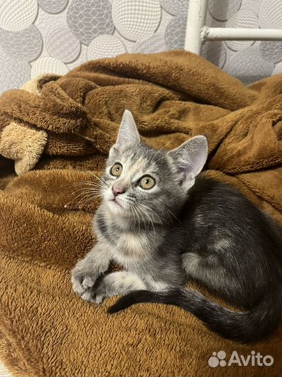 Котенок девочка бесплатно