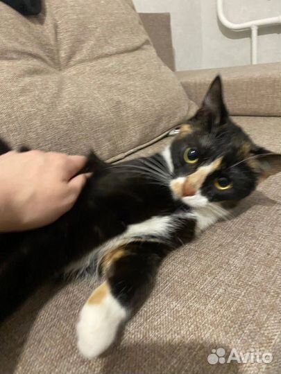 Кошка Ксюша