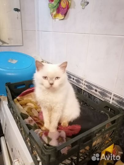 Кошек отдам