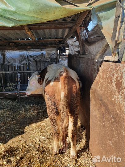 Быки на мясо