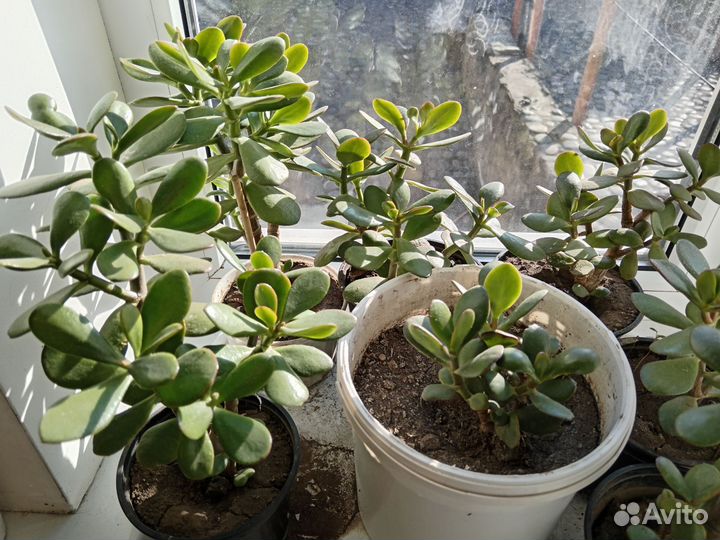 Денежное дерево