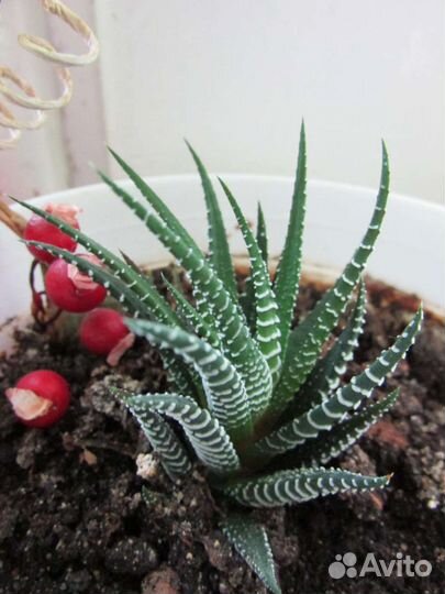 Суккуленты