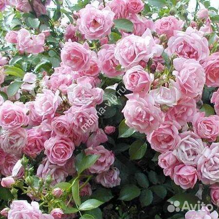 Саженцы роз