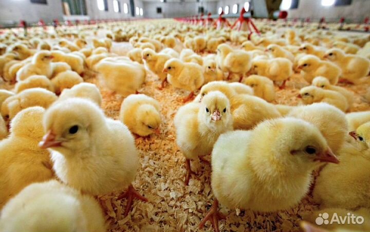 Бройлеры суточные
