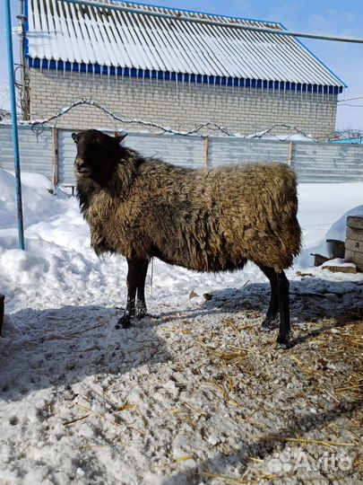 Романовские овцы. Баран на племя