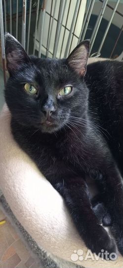 Котик в добрые руки