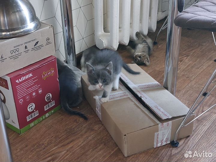 Котята от мышеловки