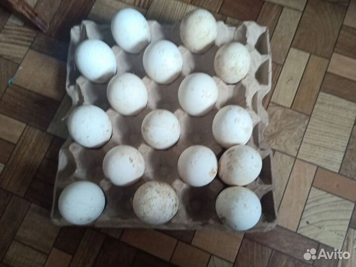 Гусаки и гусыни