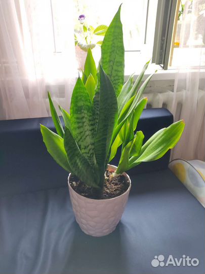Сансевиерия