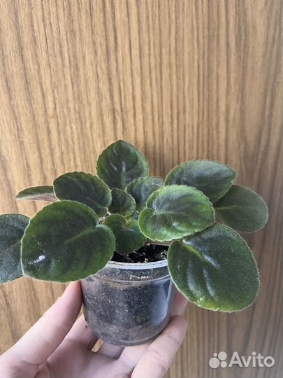 Фиалка фиолетовая