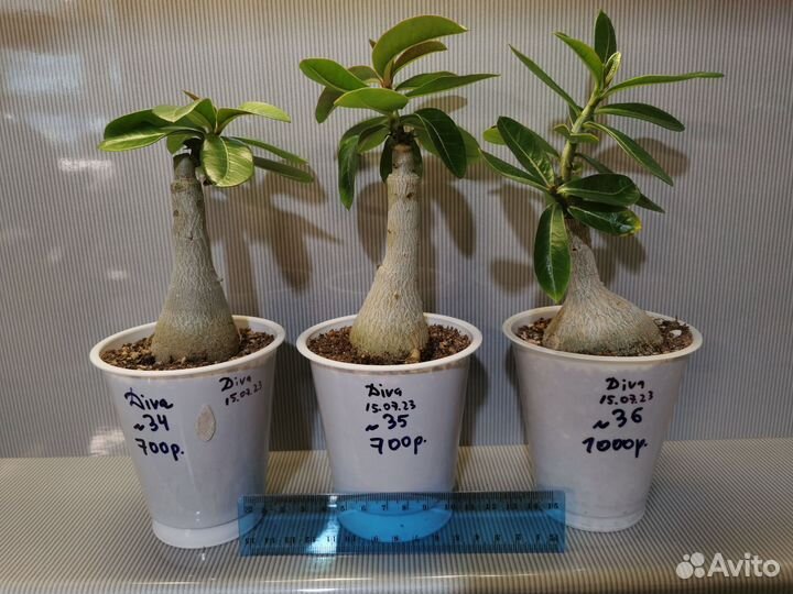 Адениумы привитые красивые в наличии, крупные
