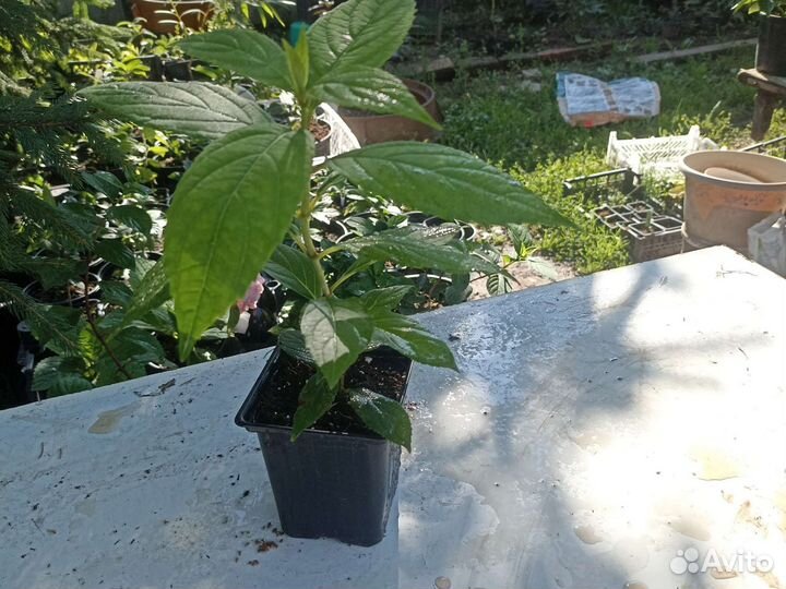 Новинка мировой селекции гортензия Бонфайер