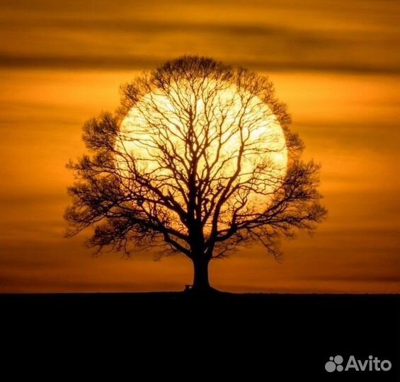 Консультация по Васту