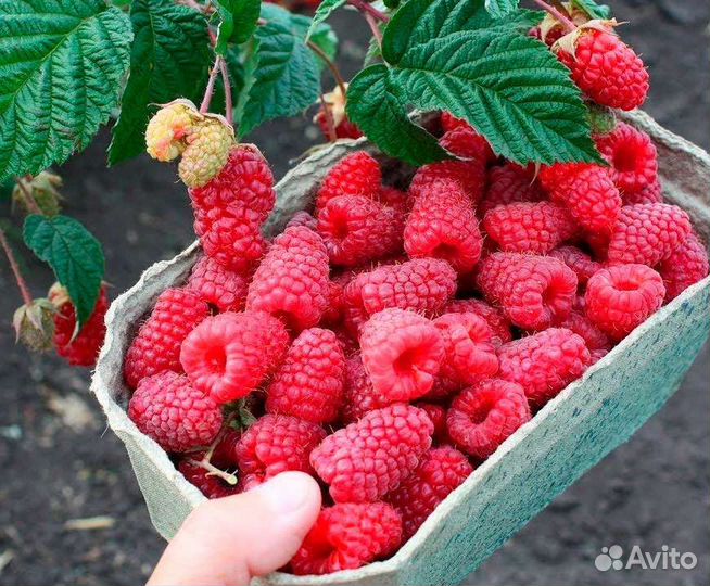 Саженцы жёлтых, красных и синих слив, малина