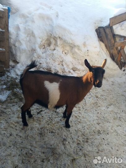 Коза дойная альпийская