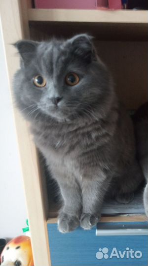 Шотландская вислоухая девочка в хорошие руки