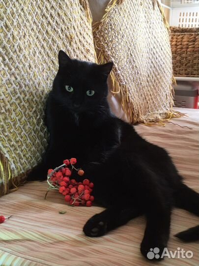 Кошечка Тася молодая.стерильная