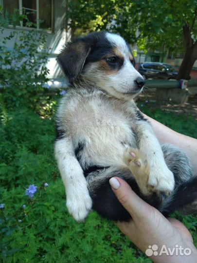 Маленькая собака в добрые руки