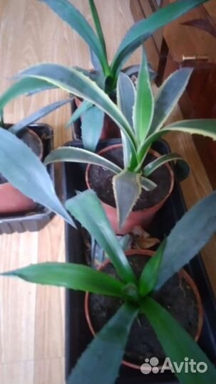 Агава голубая и американская