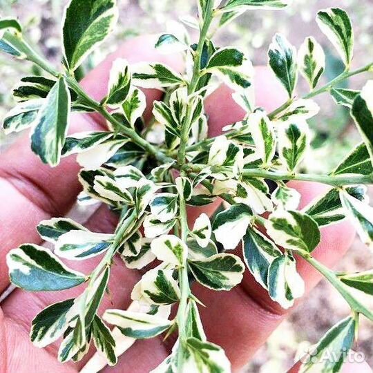 Микроцитрус вариегатный RED champagne