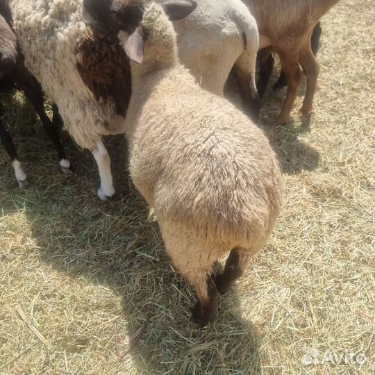 Ягнята