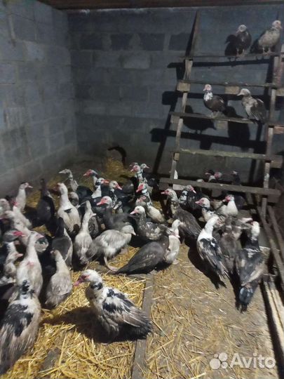 Индоутка мускусная утка