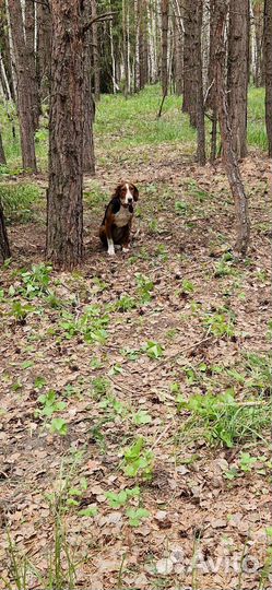 Финская гончая