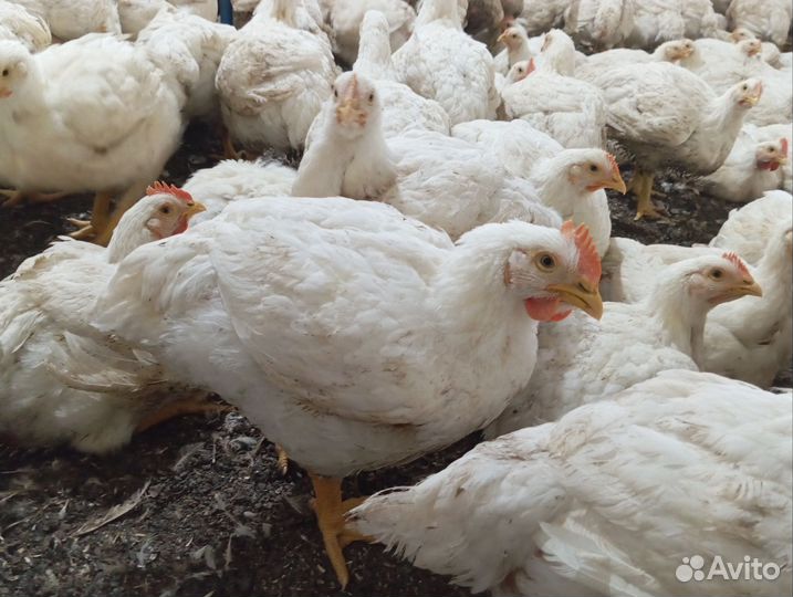 Куры Бройлеры
