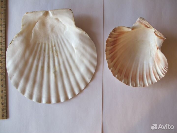 Набор ракушки рапаны