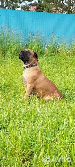 Южнойафриканский бурбуль