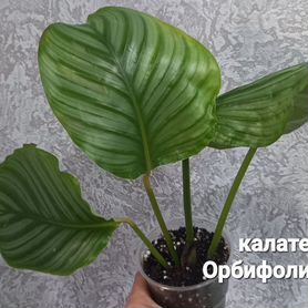 Калатея