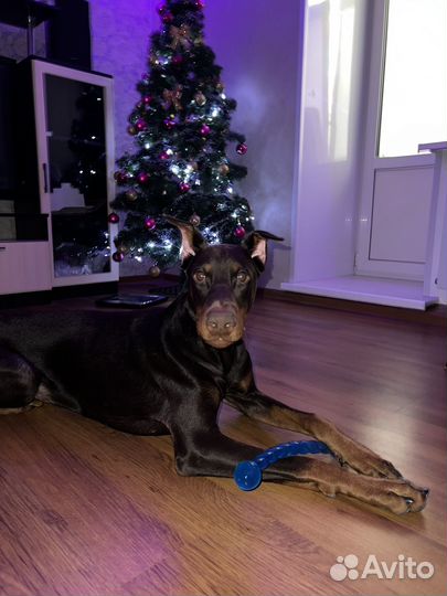 Доберман вязка