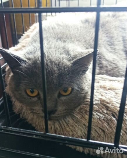 Кошки в добрые руки бесплатно