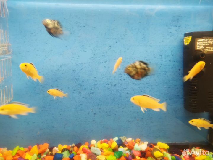 Рыбки еллоу