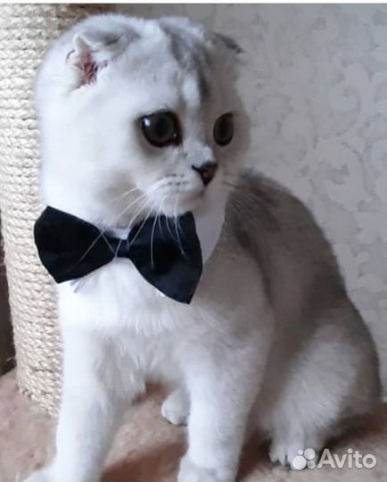 Кошки
