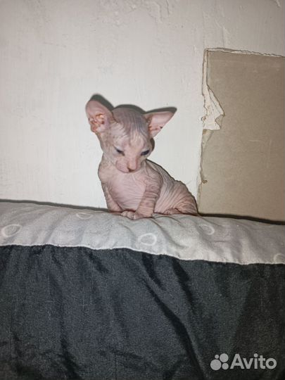 Донской сфинкс котята