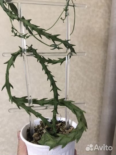 Церопегия симона (Ceropegia simoneae )