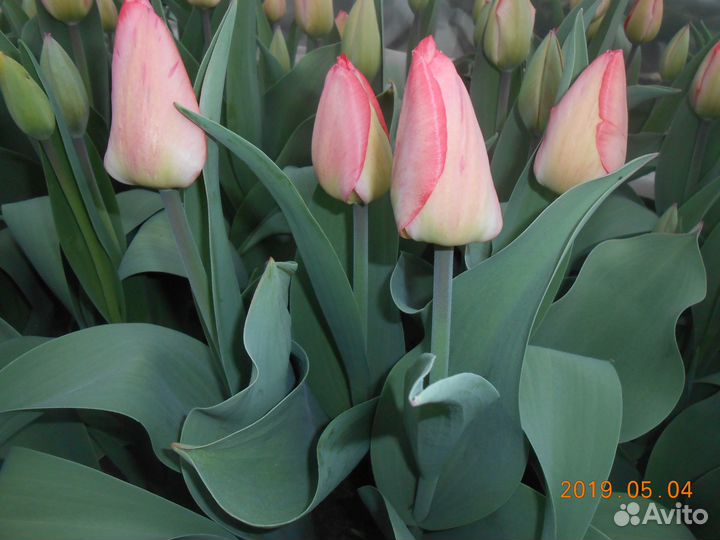 Луковицы тюльпанов