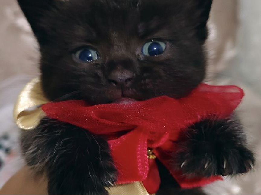 Котята шотладские Scottish Fold