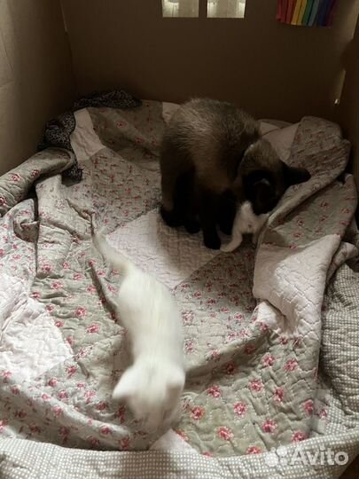 Тайские котята