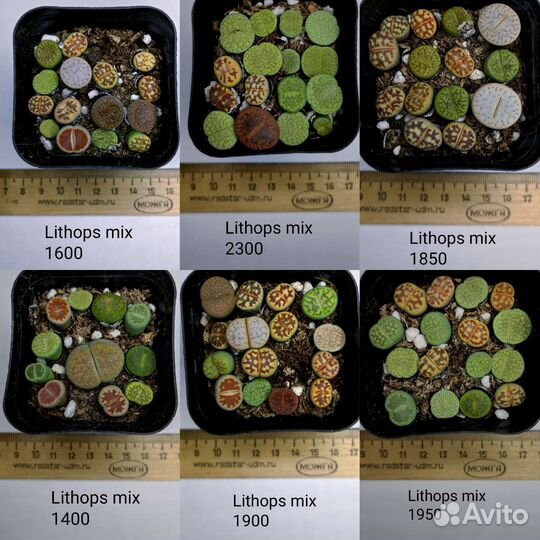 Суккуленты 07 (Литопсы, Lithops)