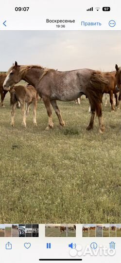 Тяжеловозы кобылы и жеребчики 2022г