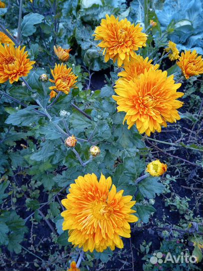 Молодые кустики хризантемы