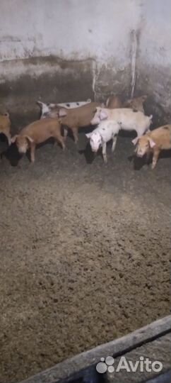 Поросенок ландрас