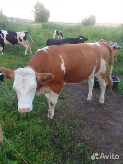 Телки симментал