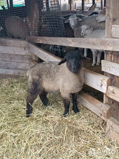 Овцы бараны ягнята