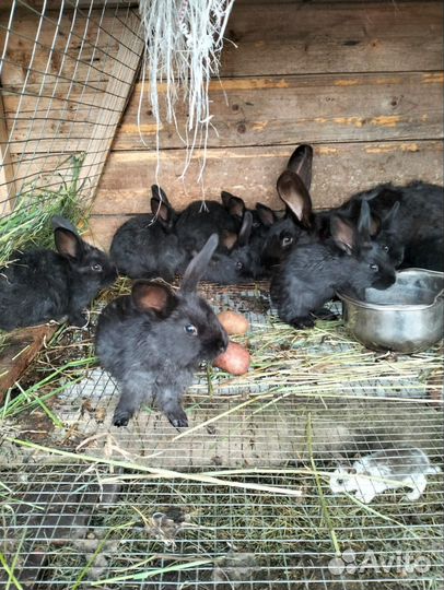 Кролики мясных пород